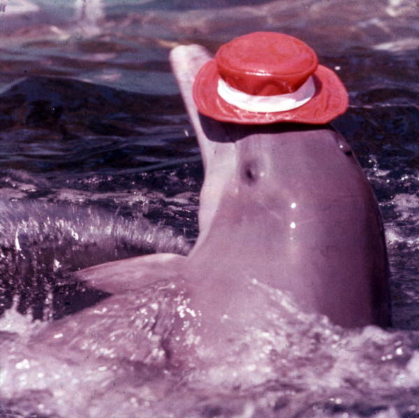 Aquarama dolphin performance, 1971–1982