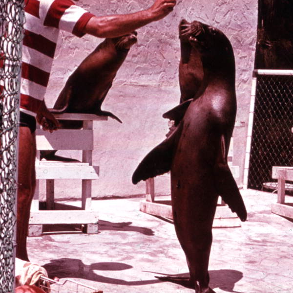 Aquarama sea-lion show, 1971–1982