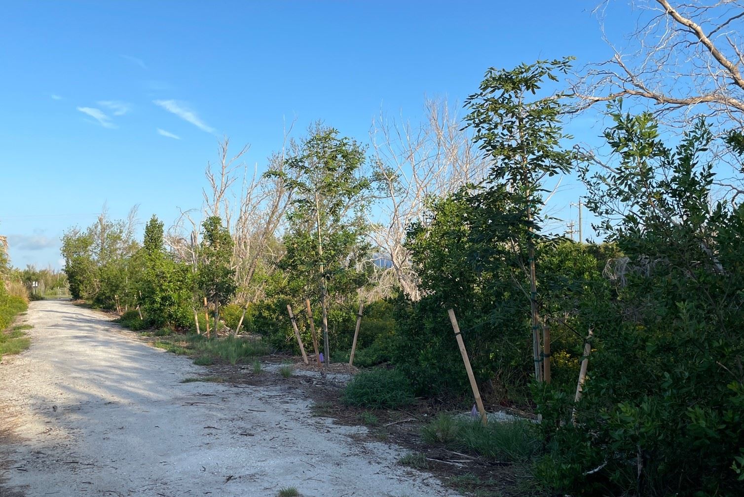 Restored trail at Sanibel Community Park and Frannie’s Preserve